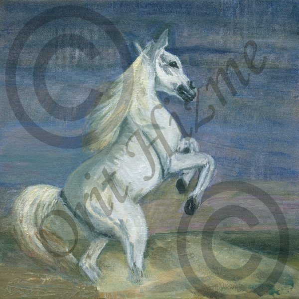 Horse watermarked
